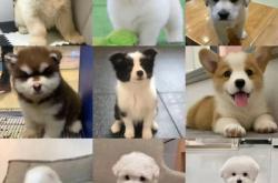 赤峰賣邊牧的電話是多少號(hào)