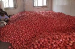 赤峰寧城邊牧出售電話是多少號