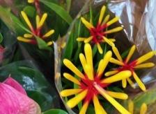 赤峰雨潤花卉批發(fā)電話多少號