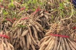 赤峰百部種苗基地地址電話號碼