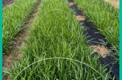 赤峰蛇鞭菊苗種植基地電話號(hào)碼