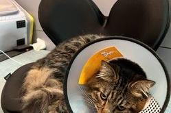 赤峰圣亞寵物診所電話號(hào)碼查詢