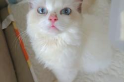 赤峰萬(wàn)達(dá)貓舍電話地址查詢