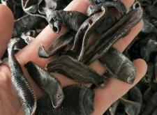 赤峰收野生水蛭電話多少號