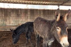 赤峰肉驢養(yǎng)驢場電話地址查詢