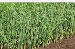 赤峰蒜苔基地電話號(hào)碼查詢