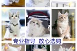 赤峰狗狗柯基出售電話是多少號(hào)