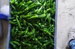 赤峰尖椒收購(gòu)商電話號(hào)碼查詢