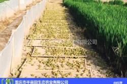 赤峰大頭草龜養(yǎng)殖基地電話號碼