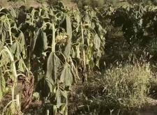 赤峰葵花油鮮榨廠電話號碼