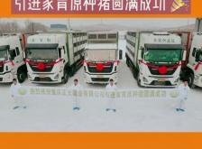 赤峰家育種豬集團