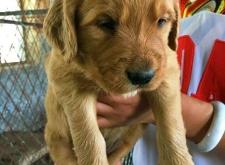 赤峰寵物狗售賣電話號(hào)碼查詢