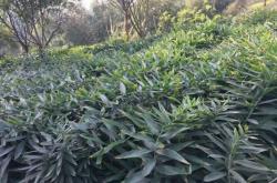 赤峰松樹林種植基地電話號碼