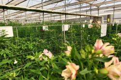 赤峰海盛鮮花店電話號(hào)碼多少