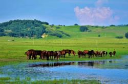 赤峰林大生金店電話號(hào)碼查詢