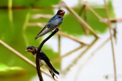 赤峰市小燕子飯店電話號(hào)碼
