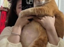 赤峰橘貓領(lǐng)養(yǎng)電話多少號(hào)啊