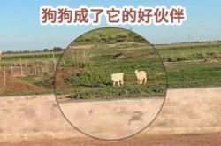 赤峰狗狗收養(yǎng)電話號(hào)碼是多少號(hào)