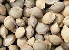 赤峰山杏核收購(gòu)電話(huà)是多少號(hào)