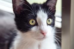 赤峰元氣名貓專賣店電話號碼