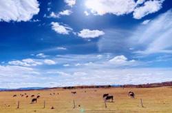 赤峰夢龍理發(fā)店地址電話號碼