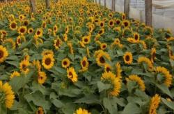 赤峰草花種子公司電話(huà)號(hào)碼