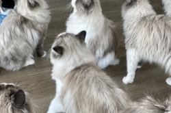 赤峰平莊貓舍電話多少號(hào)