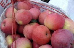 赤峰水果月餅批發(fā)電話多少號