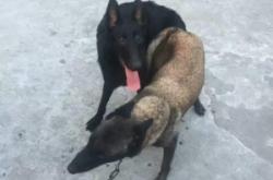 赤峰市黑狼犬基地地址電話號(hào)碼