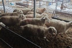 赤峰市錦山羊苗代收電話號碼