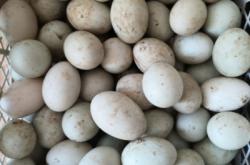 赤峰液態(tài)酥油批發(fā)電話號(hào)碼查詢