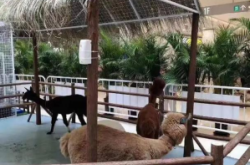 赤峰哪里賣寵物