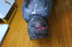 赤峰惡霸犬基地電話號碼查詢