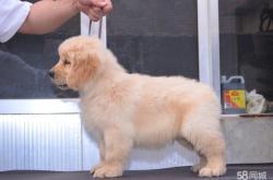 內(nèi)蒙赤峰市犬舍招聘電話號(hào)碼