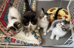 赤峰狗狗代買店電話號碼多少