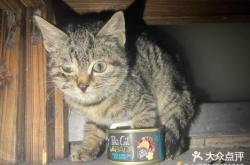 赤峰收養(yǎng)小貓電話(huà)號(hào)碼是多少號(hào)