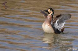 赤峰拍鳥基地在哪里啊電話號碼
