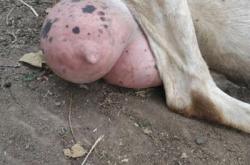 赤峰橋頭牧豐養(yǎng)殖場電話號碼