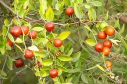 赤峰附近有收酸棗的嗎電話(huà)號(hào)碼