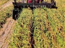 赤峰收購曲麻菜電話號(hào)碼是多少