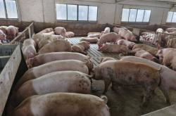 赤峰寧城新希望養(yǎng)豬場(chǎng)電話號(hào)碼