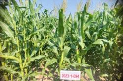 赤峰玉米放片機(jī)廠家電話號碼