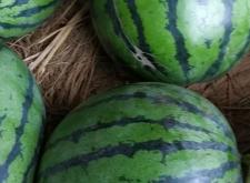 赤峰市賣西瓜的老頭電話號碼