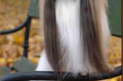 赤峰蝴蝶犬幼犬基地電話號碼