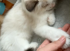 赤峰寵物店領(lǐng)養(yǎng)貓咪電話(huà)號(hào)碼