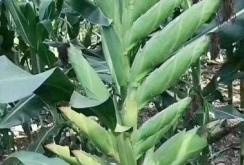 赤峰雨潤玉米種植基地電話號碼