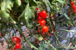 赤峰賣連枝圣女果電話號(hào)碼多少