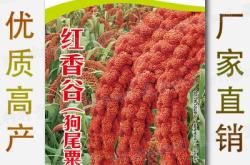 赤峰谷子種子出售電話號碼查詢