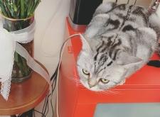 赤峰尋找虎斑貓電話號碼查詢