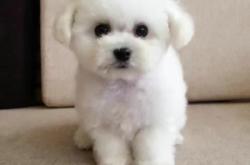 赤峰回收比熊的地方電話號(hào)碼